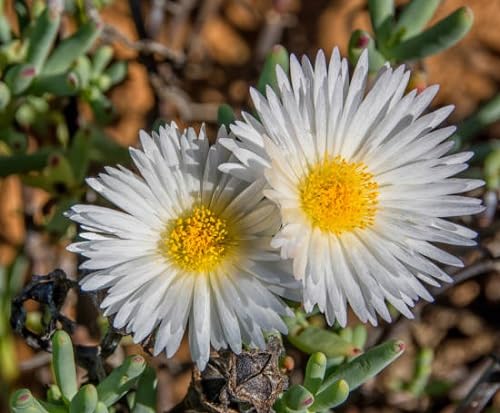 White lampranthus Flower Seeds