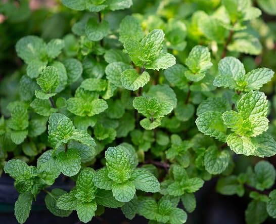 Green Mint Plant Seeds herb seeds - non gmo, home gardening garden seeds