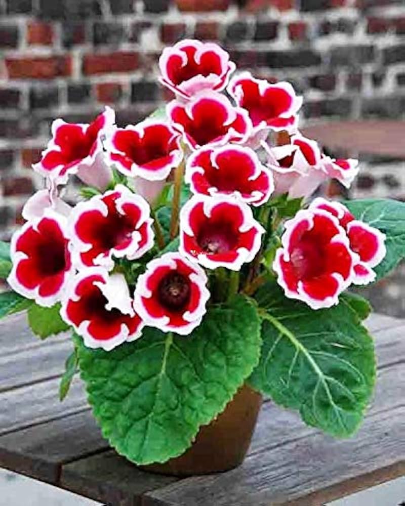 Red Gloxinia Flower Seeds for Planting White Premium Floral Seeds for Decorative Outdoor Landscapes - Heirloom Non GMO H