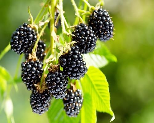 Black Tayberry . Fruit fruit seeds for organic garden planting