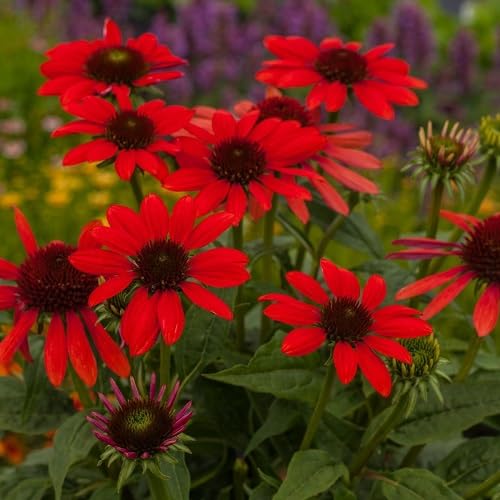 Red Asteraceae Daisy Flower Seeds