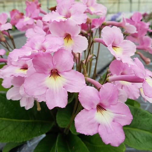 Pink Light Rose Flower Seeds