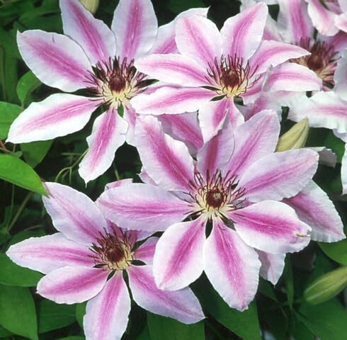 Pink White Clematis Flower Seeds