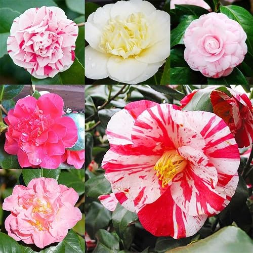 Mixed Camellia Flower Seeds