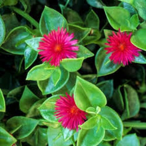 red aptenia flower seeds