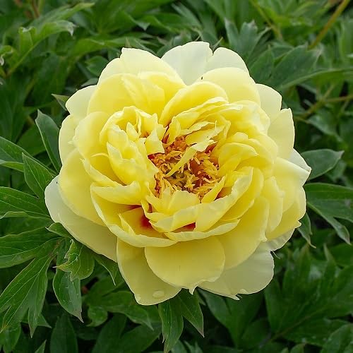 Blooming Rose Flower Seeds