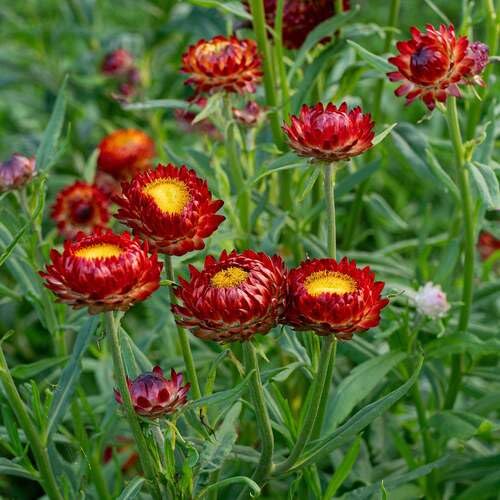 Red Strawflower Seeds