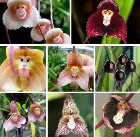 mixed monkey face orchid