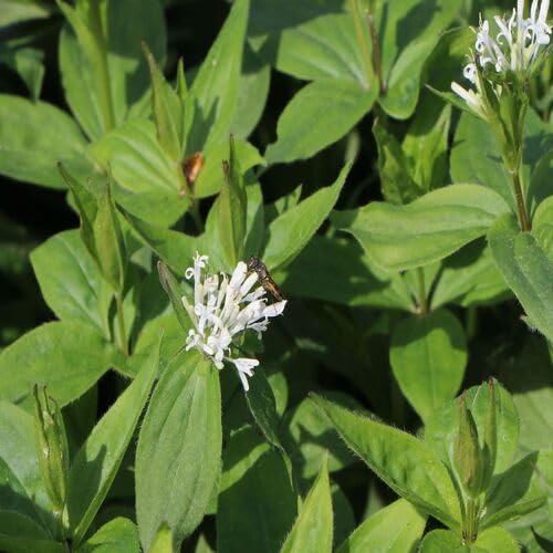 White ASPERULA Flower Seeds