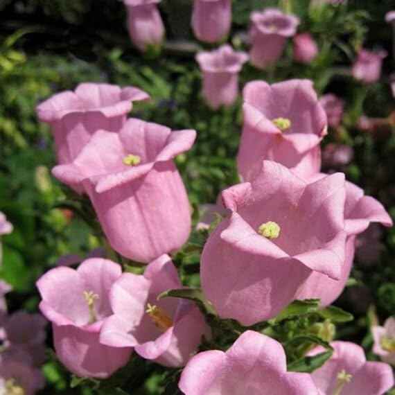 Campanula Flower Seeds