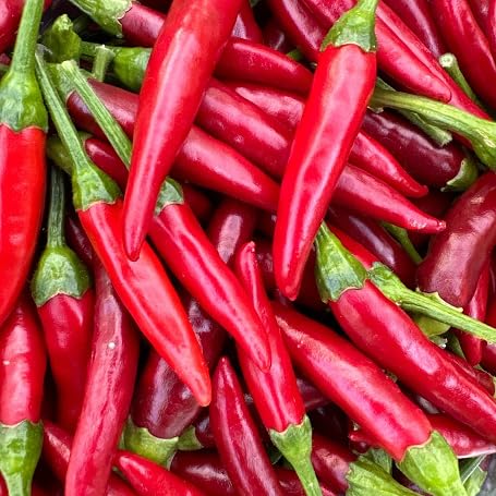 Chili vegetable seeds Red vegetable seeds for Home Gardening, Premium Kitchen Garden Collection for kitchen garden planting