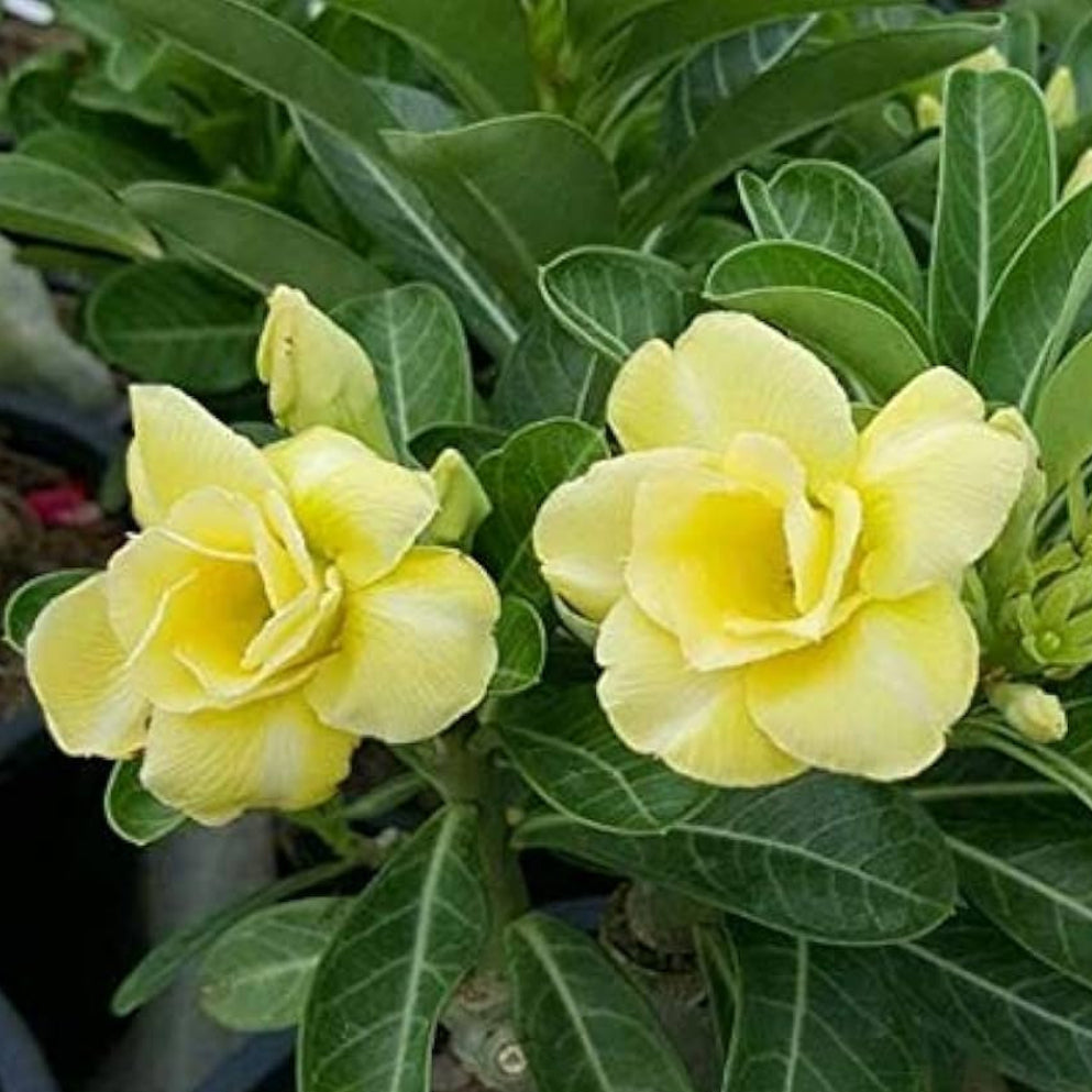 Yellow Silk Of Desert Rose