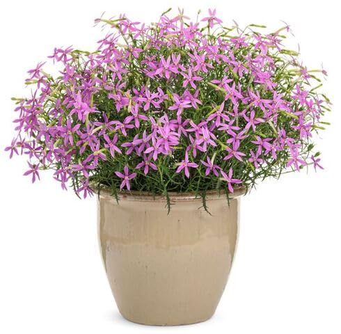 Pink Isotoma Axillaris Flower Seeds