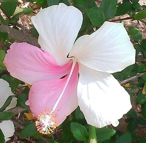Pink White Hibiscus Flower Seeds