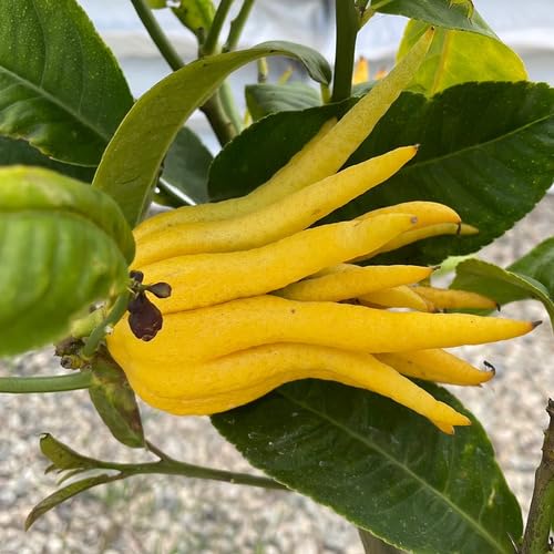 Bergamot Flower Seeds