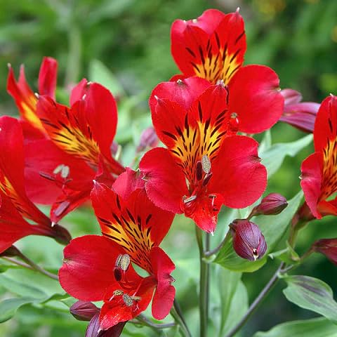 Alstroemeria Flower Seeds