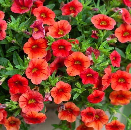 Orange Calibrachoa Flower Seeds