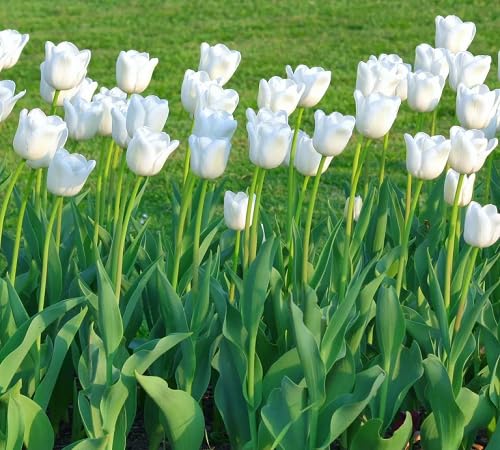 White Tulip Flower Seeds
