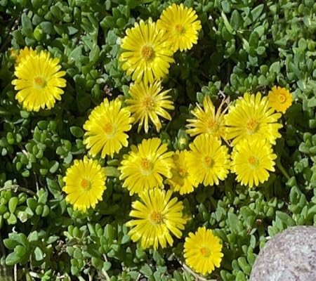 Delosperma Flower Seeds