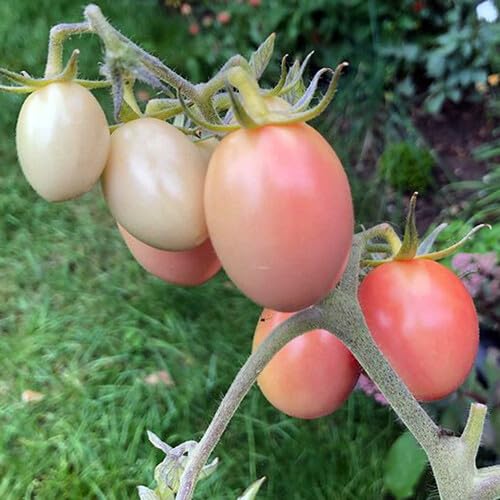 Thai Pink Egg Tomato vegetable seeds for Home Gardening, Heirloom, Non-GMO, High for kitchen garden planting