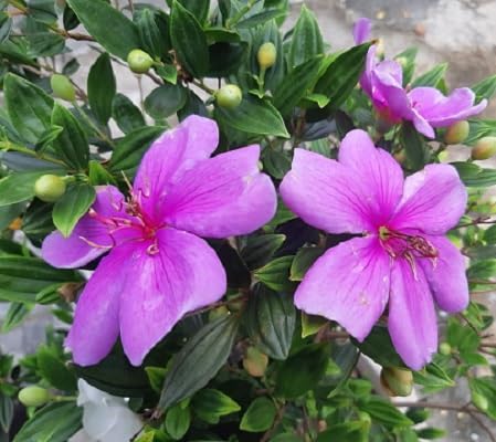 Pink Tibouchina Flower Seeds