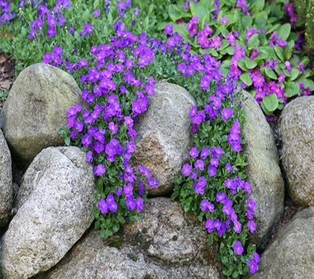 Creeping Thyme Flower Seeds