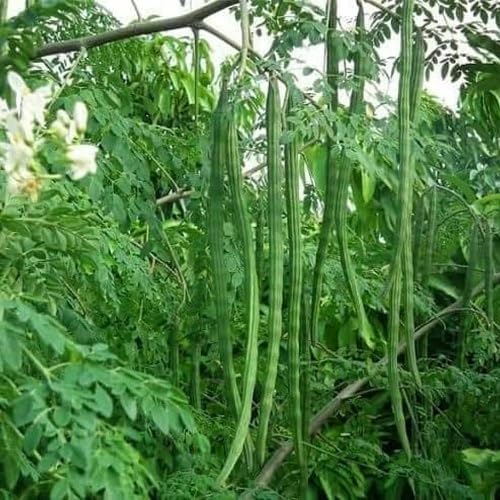Green Drumstick Vegetables Seeds vegetable seeds - Heirloom, Organic, Non Gmo Garden Seeds for kitchen garden planting