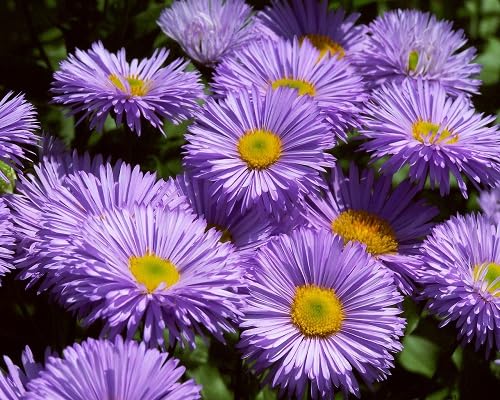 Purple Erigeron Flower Seeds