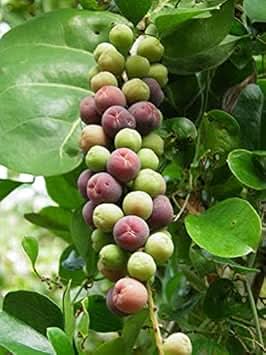 Lychee Fruit Red Variety For Sweet Tropical Fruits For Home Planting Fruit Seeds