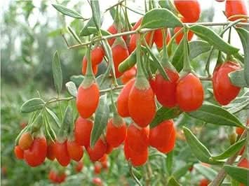goji wolfberry fruit grow nutritious superfoods in your garden Fruit seeds