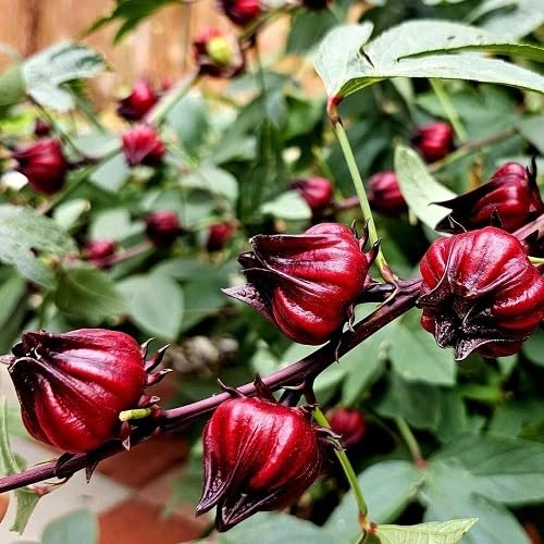 Red Hibiscus Sabdariffa Flower Seeds