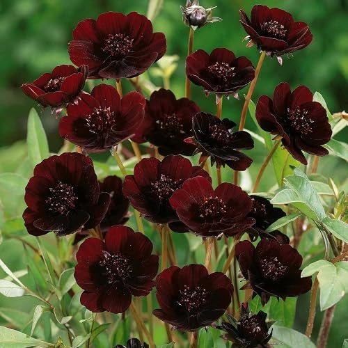 Pink Maroon Geranium Flower Seeds
