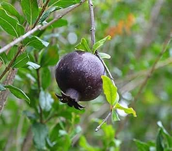 Black Pomegranate Fruit Ideal Ornamental Gardens Fruit Seeds