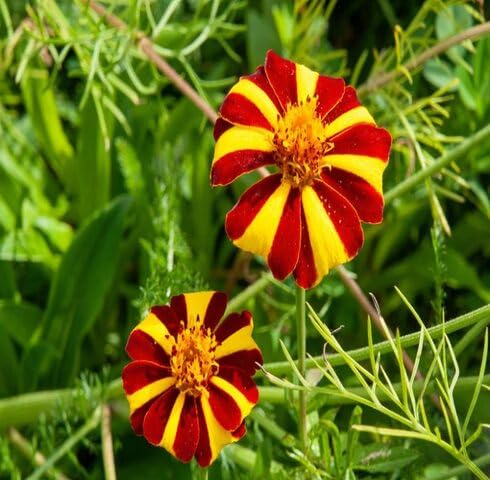 red yellow marigold flower
