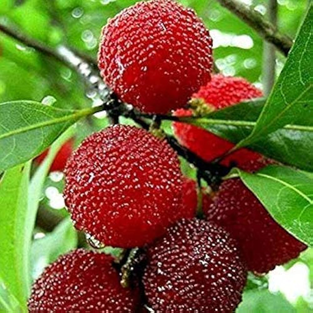 Red Bayberry Delicious Fruit Seeds