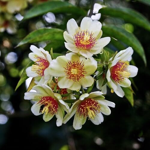 White Pereskia aculeata Flower Seeds