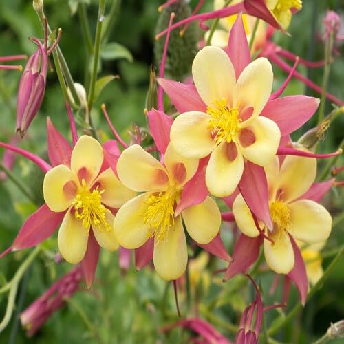 Pink Yellow Aquilegia Flower Seeds
