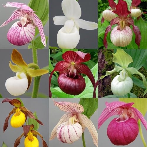 Mixed Lady's Slipper Flower Seeds
