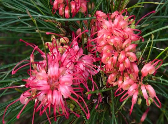 Grevillea Flower Seeds