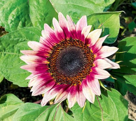 Sunflower Flower Seeds