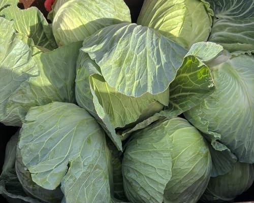 Cabbage vegetable seeds Green vegetable seeds for Home Gardening, Fast Growing Backyard Harvest for kitchen garden planting
