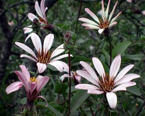 Pink Mutisia Ilicifolia Flower Seeds