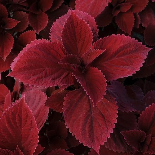 Coleus Flower Seeds