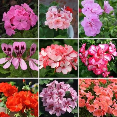 Mixed Pelargonium Flower Seeds