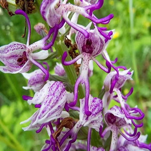 Mixed Orchis Simia Flower Seeds
