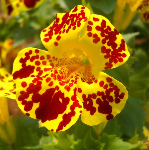 Red Yellow Mimulus Tigrinus Flower Seeds