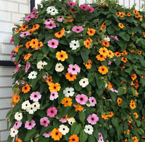 Mixed Thunbergia Flower Seeds
