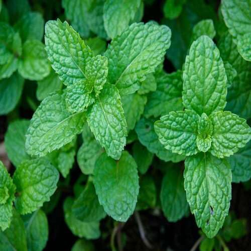 Mint Plant Seeds Green herb seeds - heirloom, natural growing garden seeds