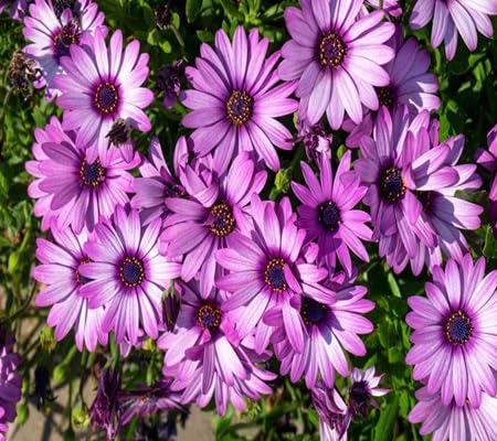 osteospermum flower seeds flower