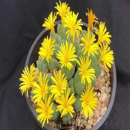 Yellow Conophytum Flower Seeds